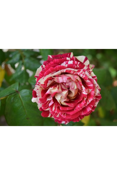 Поєднання білого та бордового у пелюстках троянди Хуліо Іглесіас